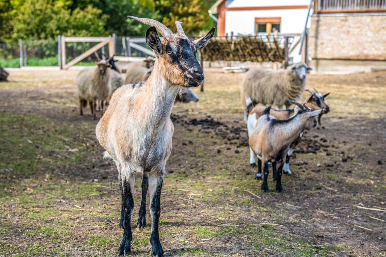 Zichy Park Hotel Bikács エクステリア 写真